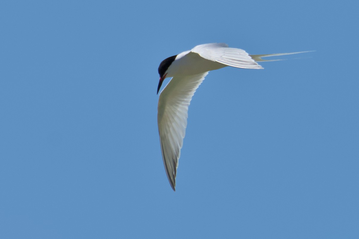 Roseate Tern - ML608280735