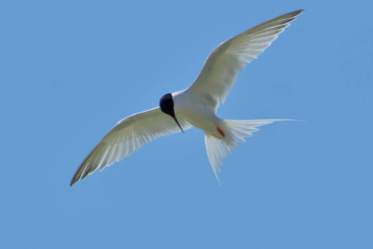 Roseate Tern - ML608280736