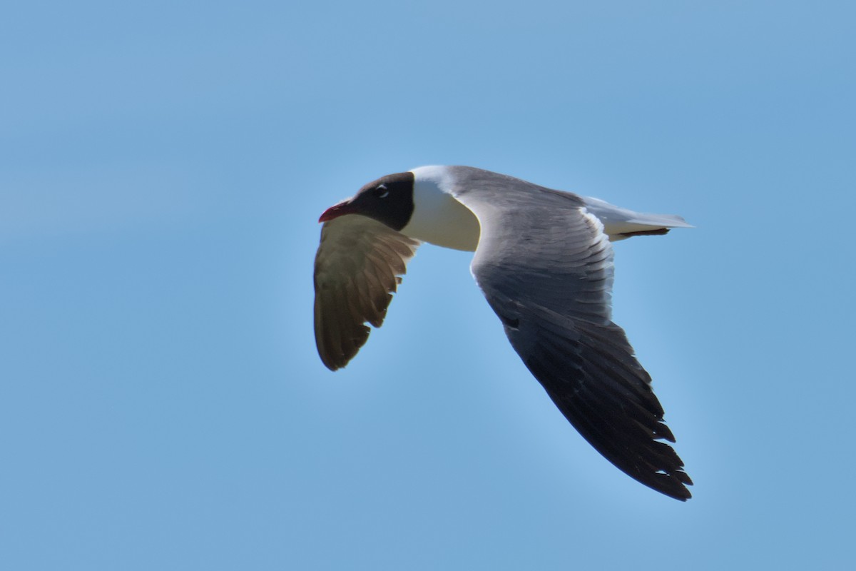 Laughing Gull - ML608280746