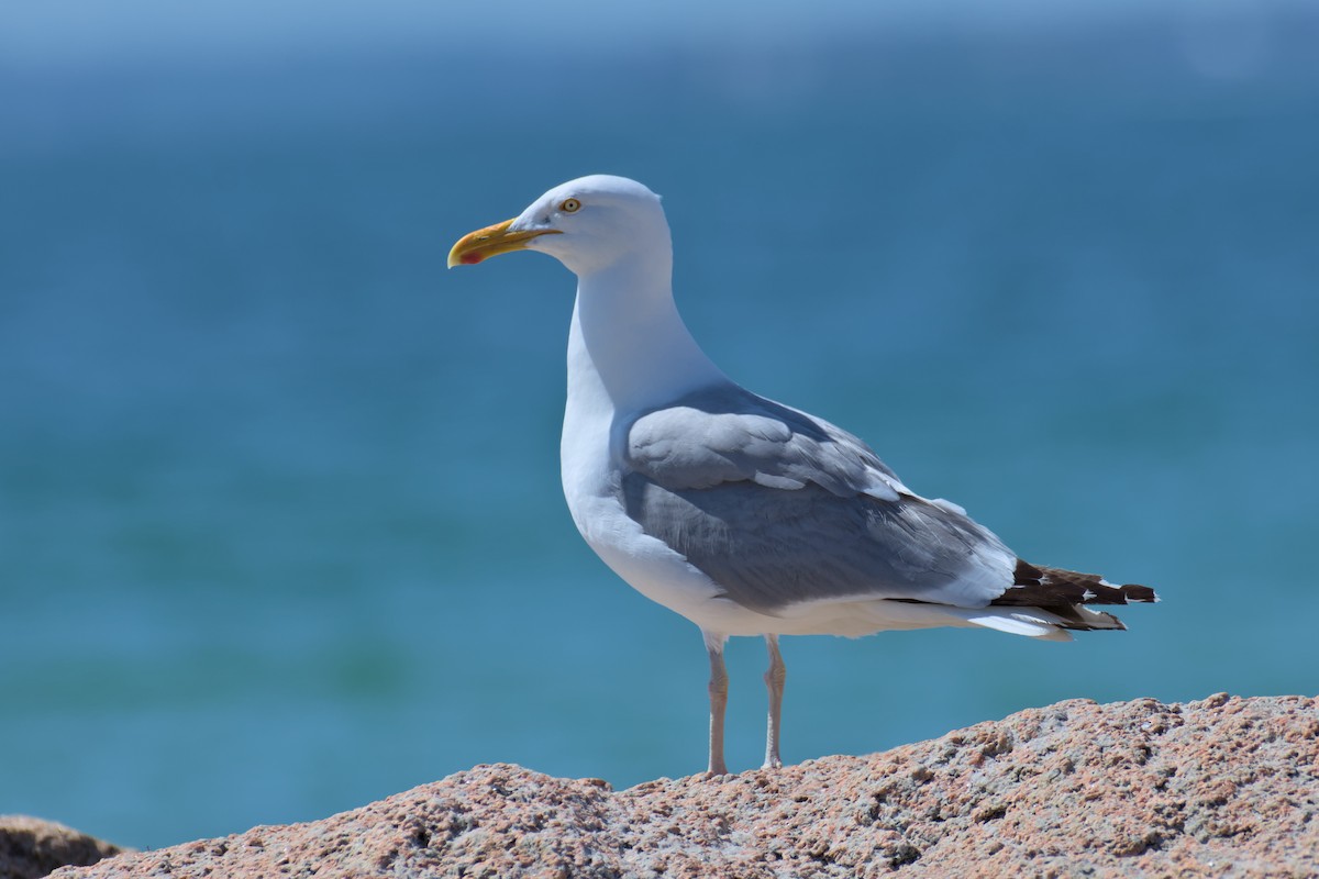 Herring Gull - ML608280747