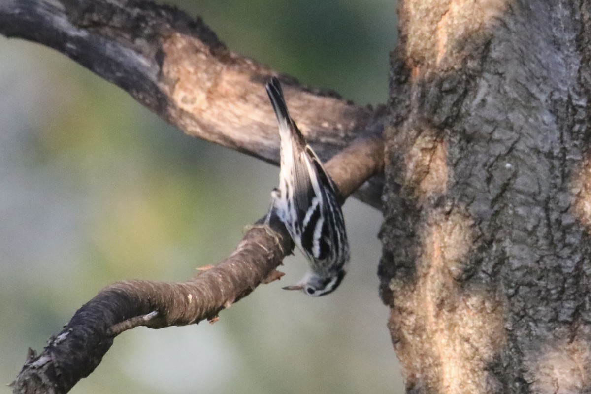 Black-and-white Warbler - ML608280836