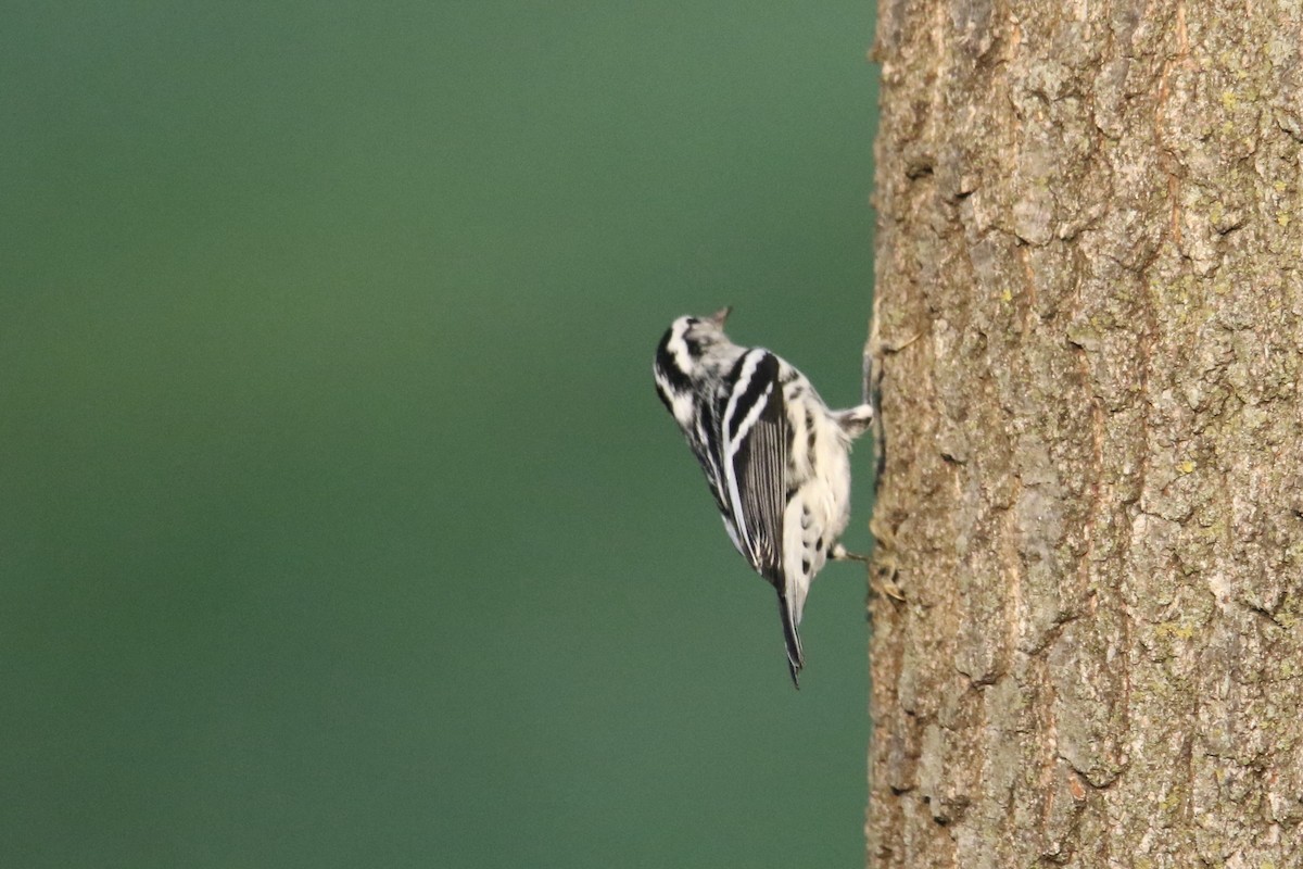 Black-and-white Warbler - ML608280843