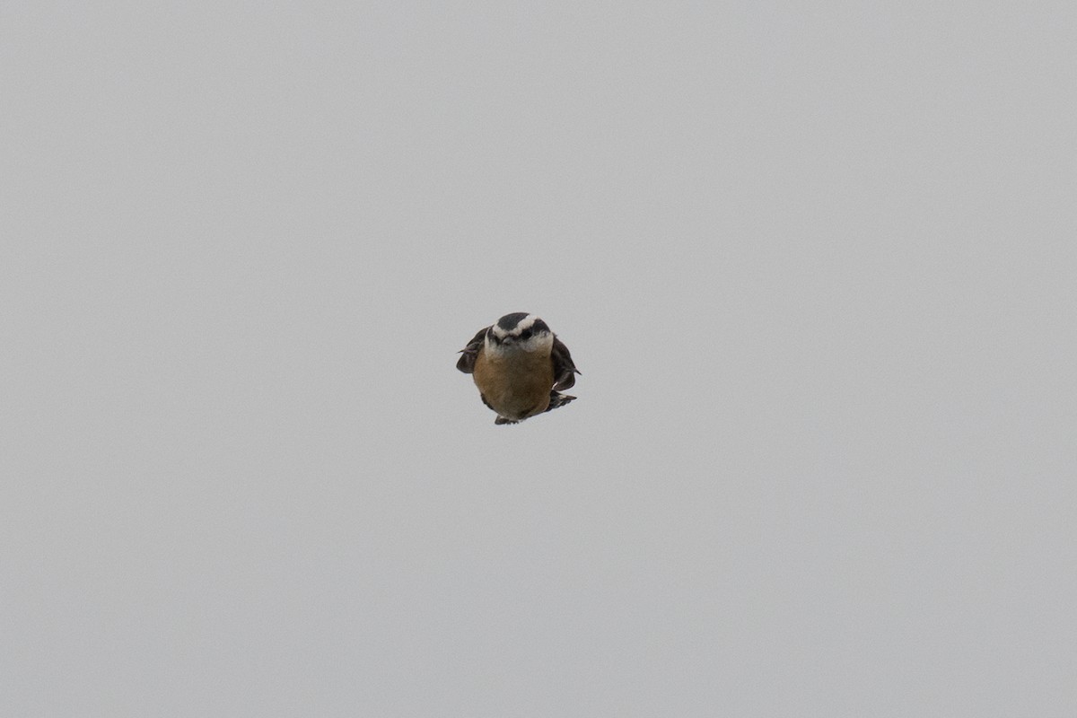 Red-breasted Nuthatch - ML608280862