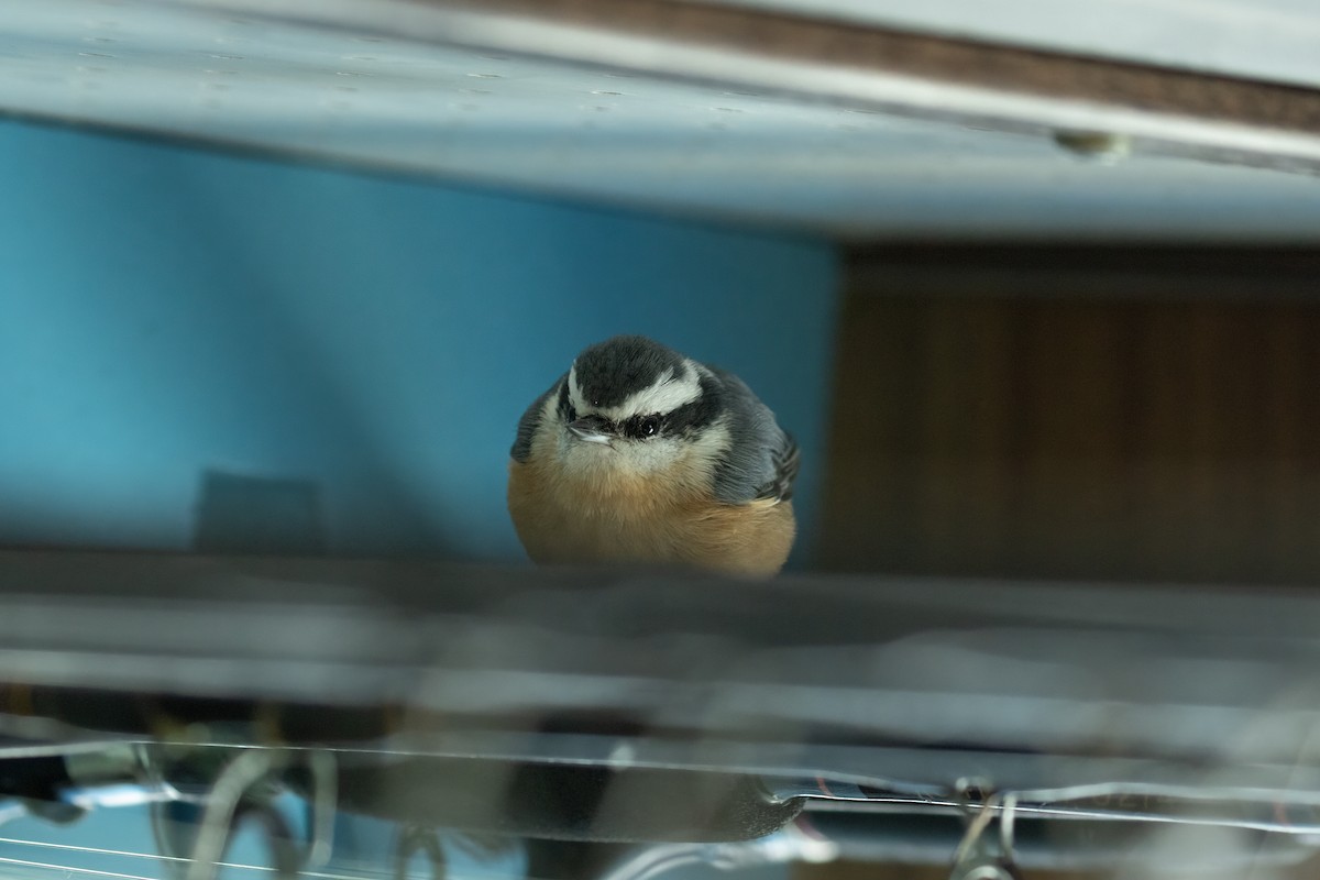 Red-breasted Nuthatch - ML608280890