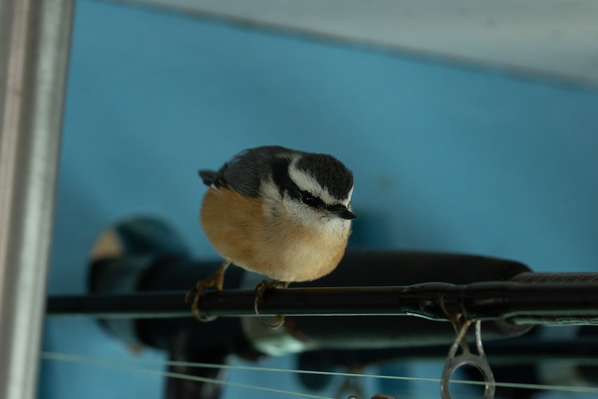 Red-breasted Nuthatch - ML608280920