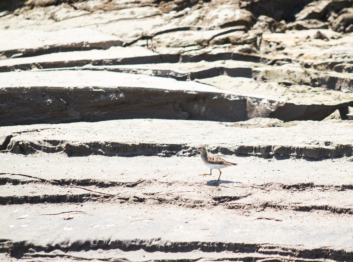 Pectoral Sandpiper - ML608280924