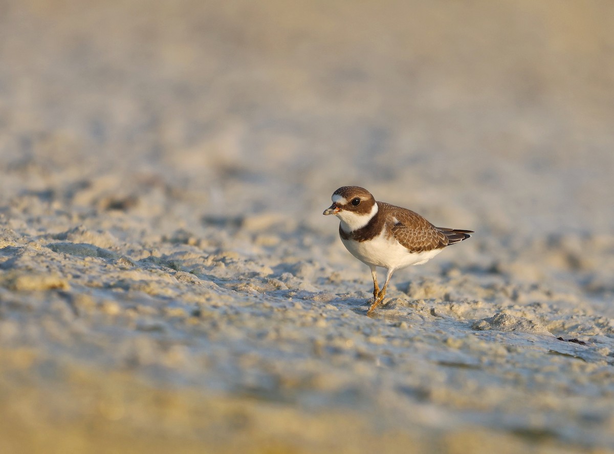 Semipalmated Plover - ML608280948