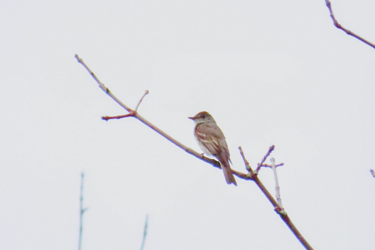 Eastern Wood-Pewee - ML608280990