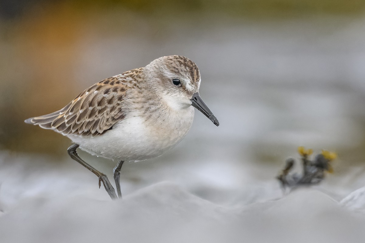 Semipalmated Sandpiper - ML608281046