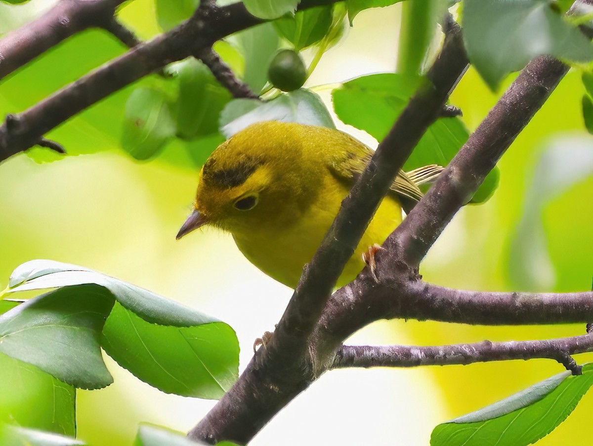 Wilson's Warbler - ML608281083