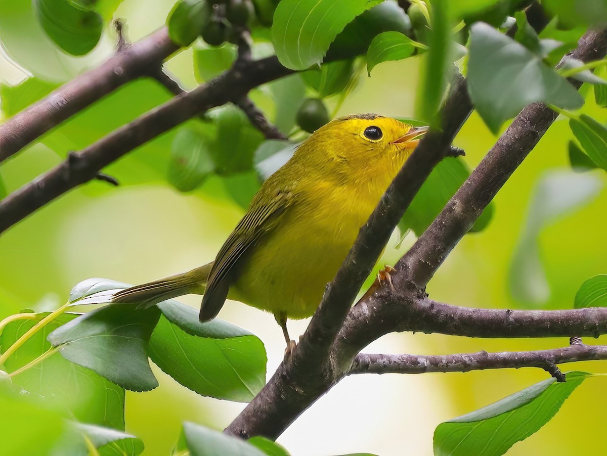 Wilson's Warbler - ML608281084