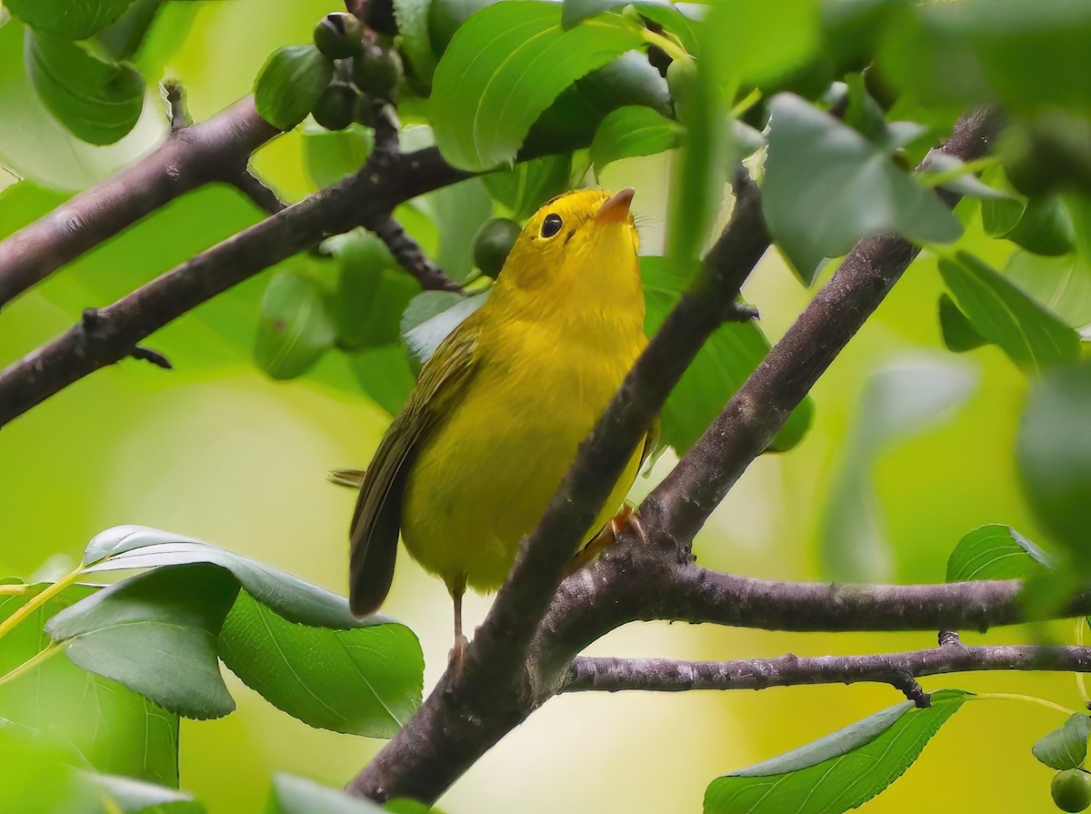 Wilson's Warbler - ML608281085