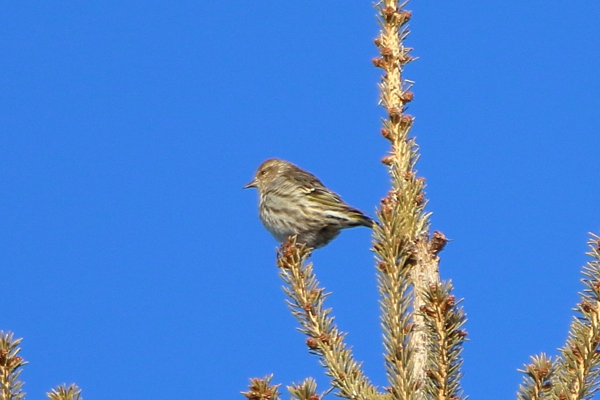 Pine Siskin - ML608281151