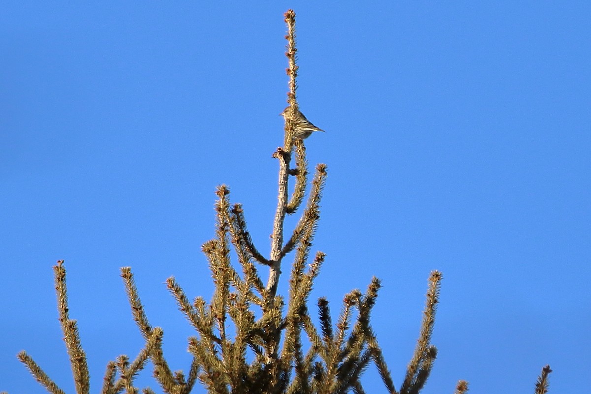 Pine Siskin - ML608281158