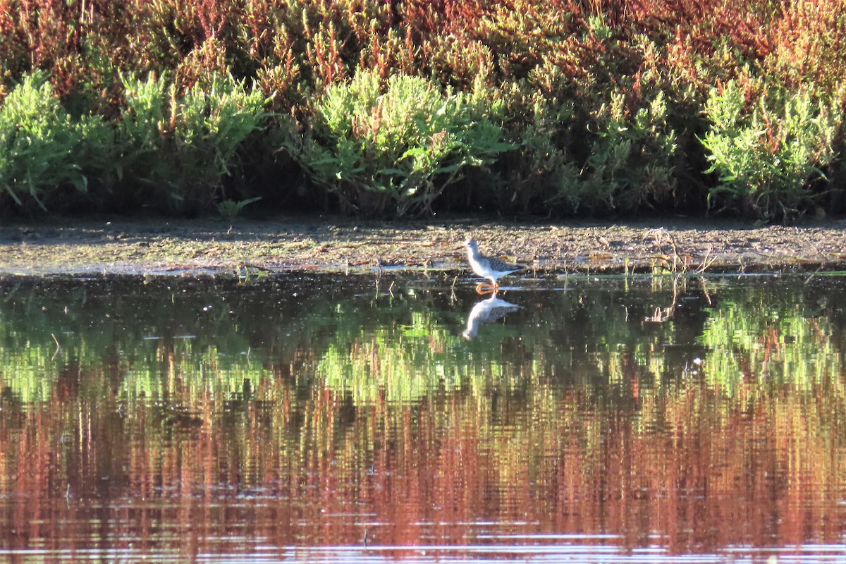 Lesser Yellowlegs - ML608281172