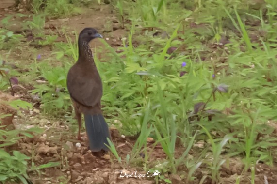 Chachalaca Moteada - ML608281275