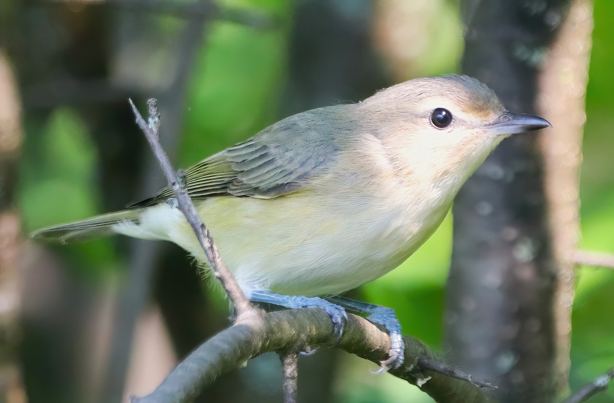 Warbling Vireo - ML608281341