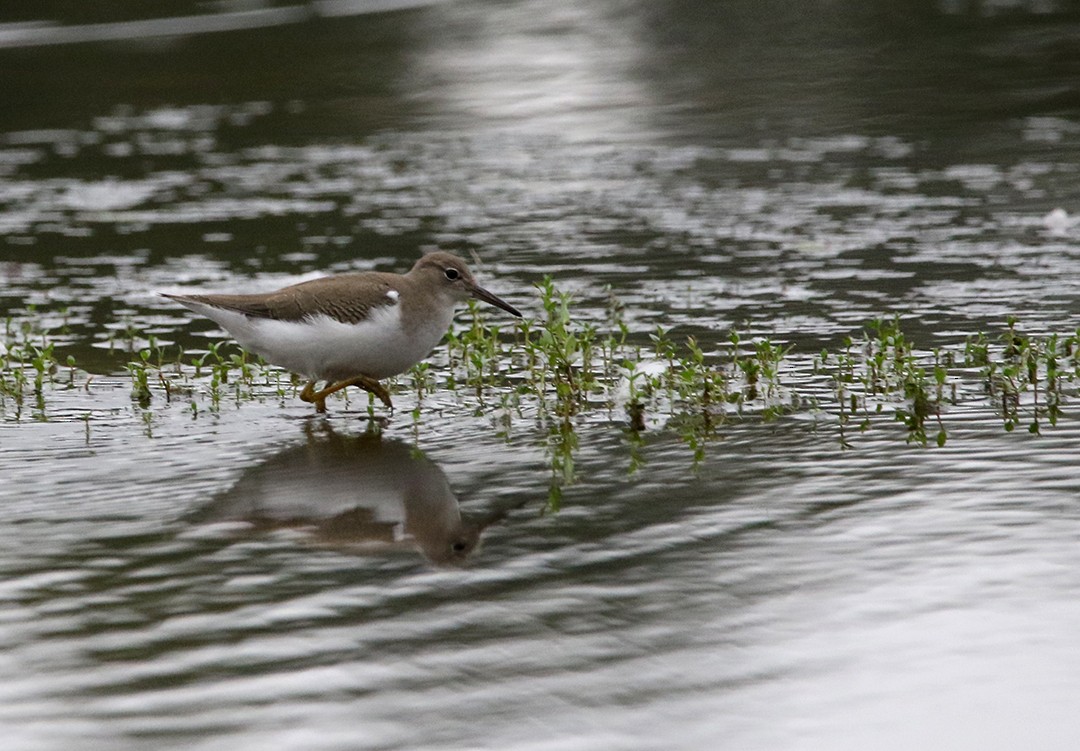 Spotted Sandpiper - ML608281476