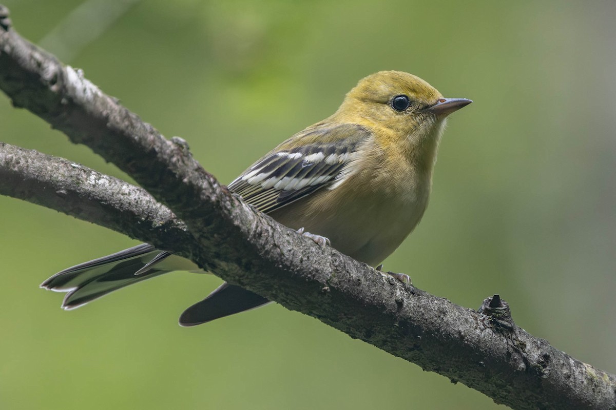 Bay-breasted Warbler - ML608281487