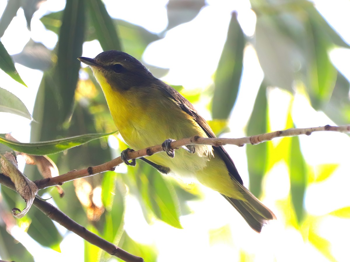 Philadelphia Vireo - ML608281540