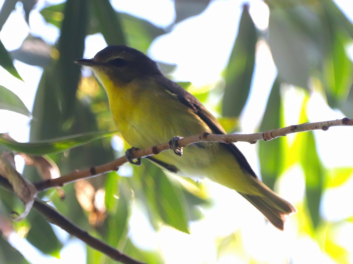 Philadelphia Vireo - ML608281541