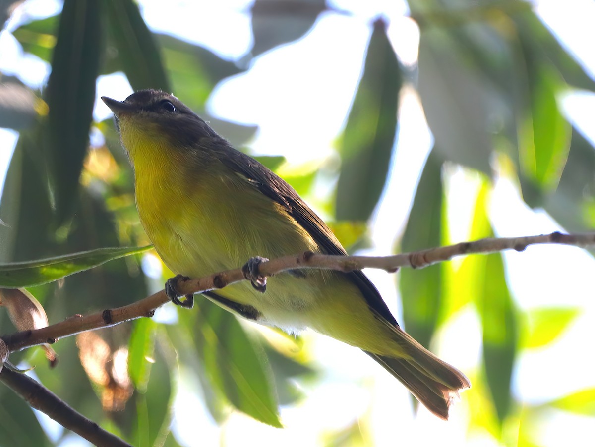 Philadelphia Vireo - ML608281542