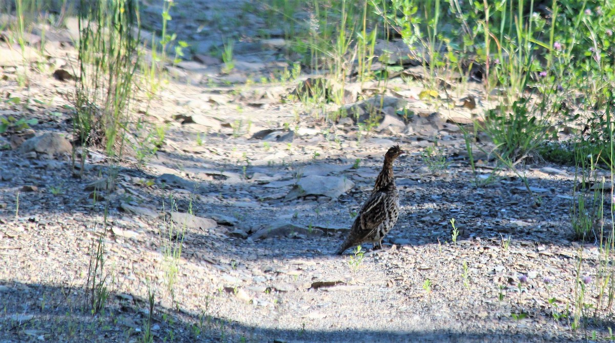 Ruffed Grouse - ML608281565