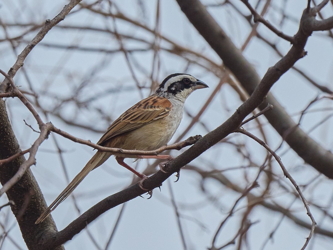 Stripe-headed Sparrow - ML608281569