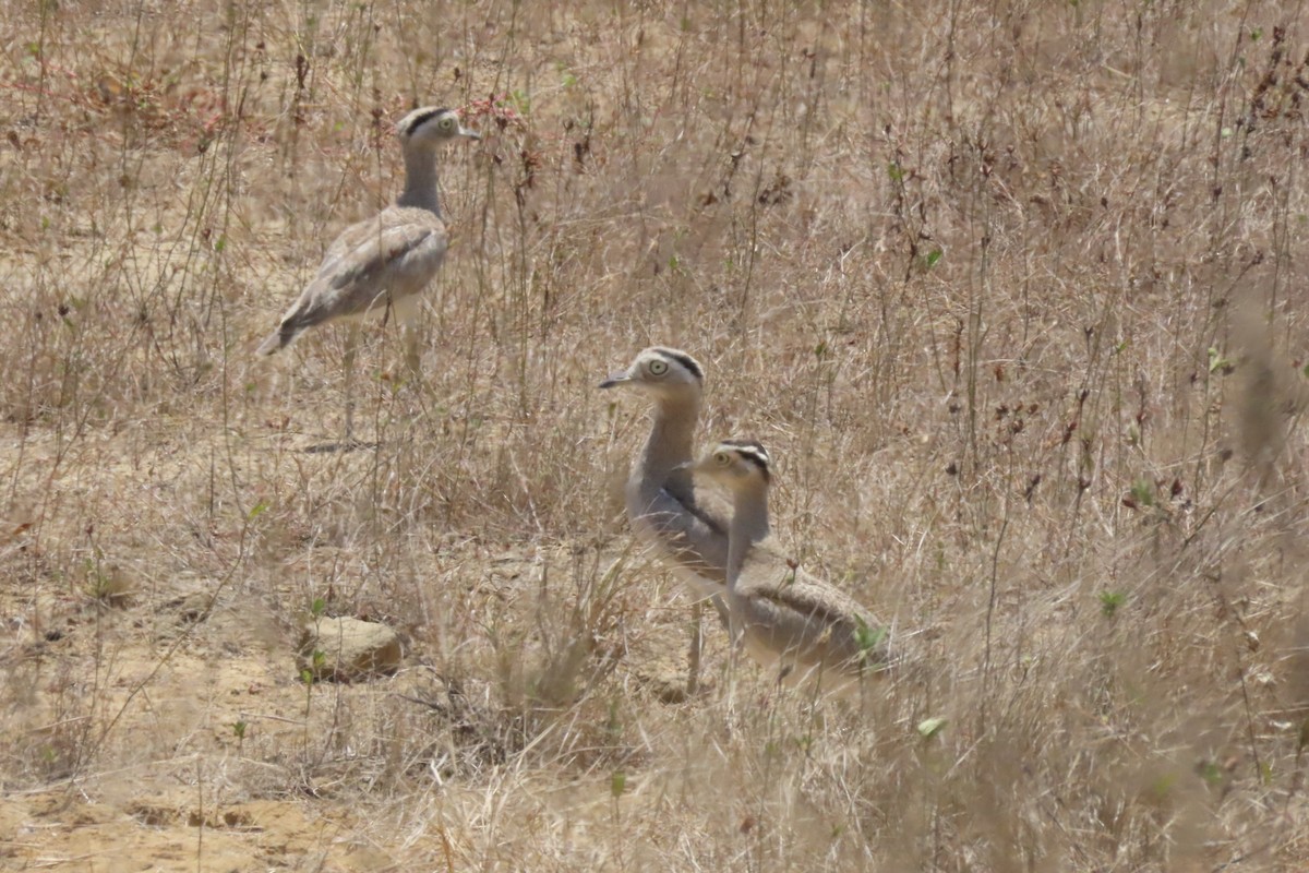 Peruvian Thick-knee - ML608281610