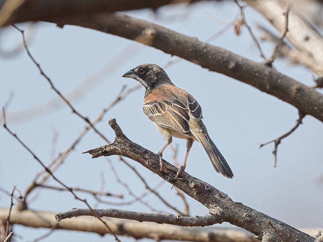 Black-chested Sparrow - ML608281667
