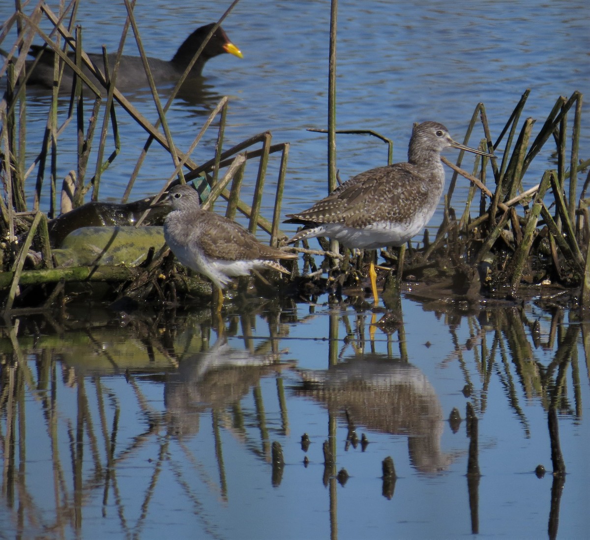 Greater Yellowlegs - Olivares Barraza