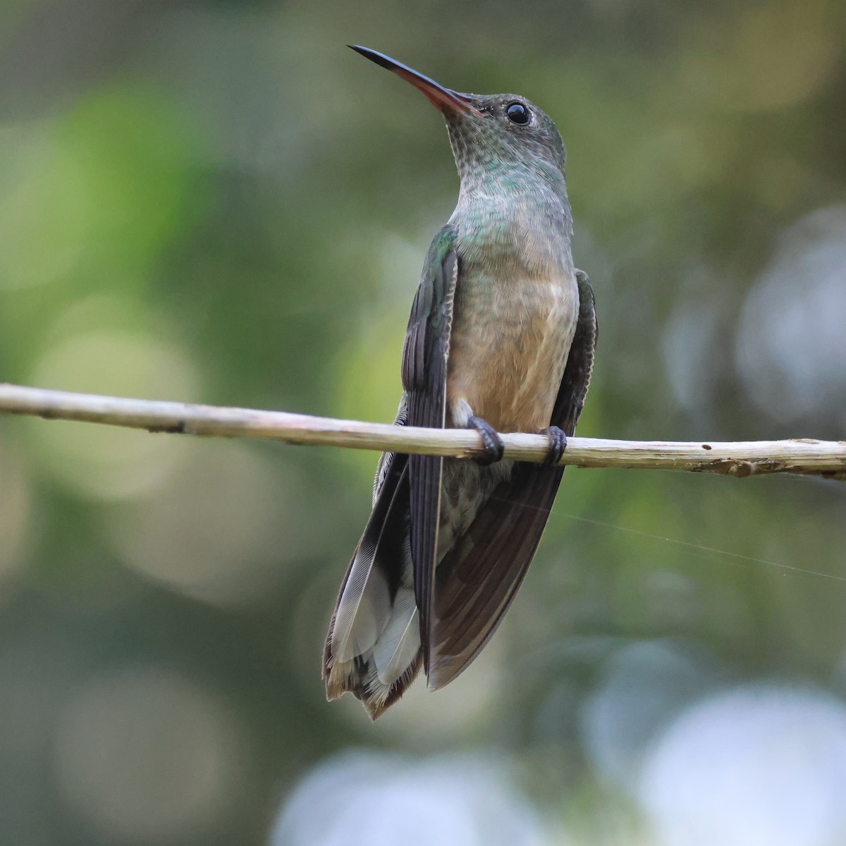 Scaly-breasted Hummingbird - Jorge Alcalá