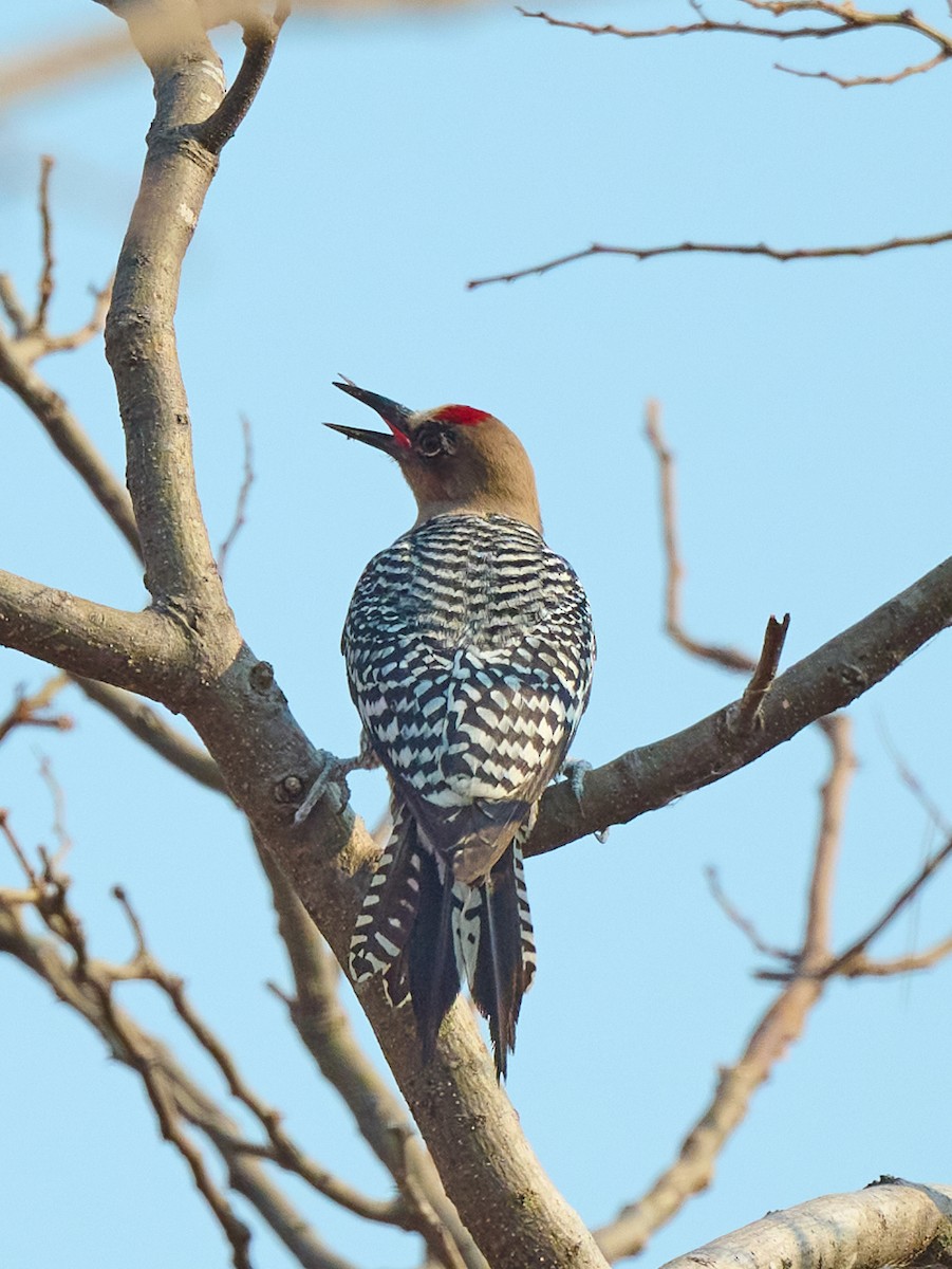 Gray-breasted Woodpecker - ML608281796