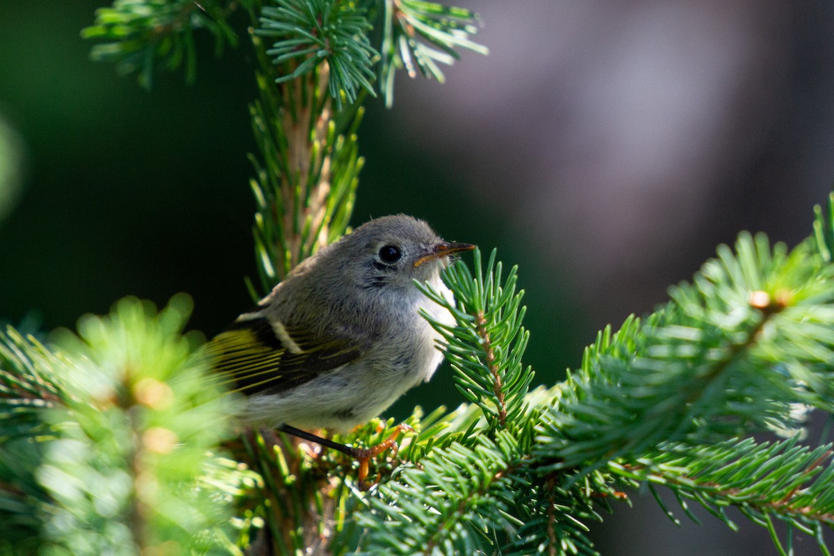 Ruby-crowned Kinglet - ML608281903