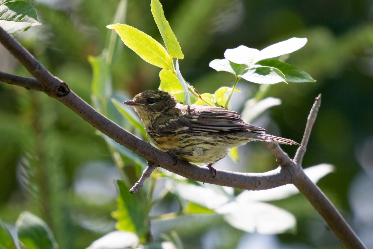 Yellow-rumped Warbler - ML608281907