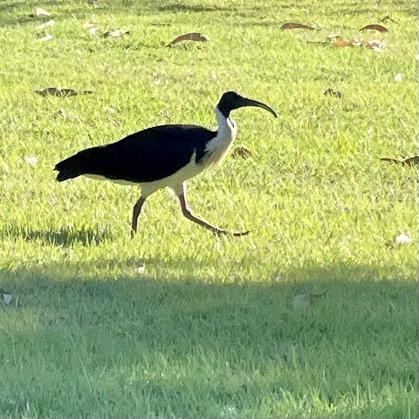 Australian Ibis - ML608281947