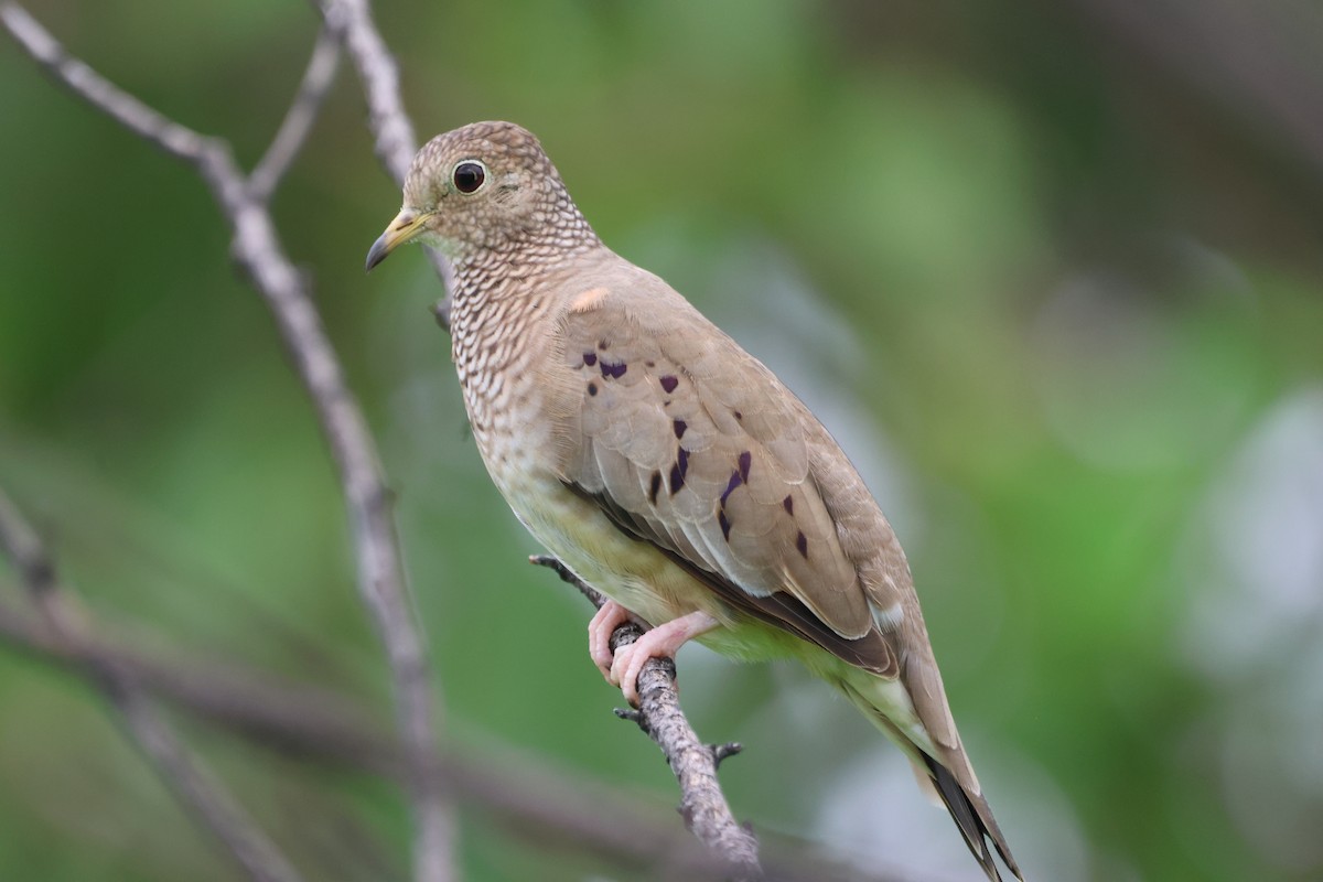 Common Ground Dove - Jorge Alcalá