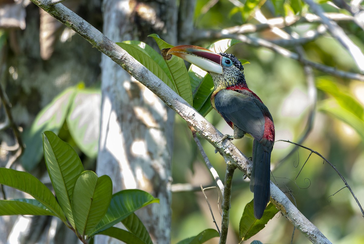 Curl-crested Aracari - David F. Belmonte