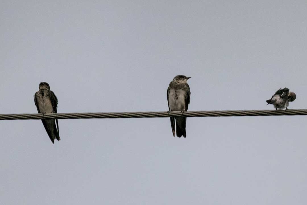 Brown-chested Martin - Ottoniel Cojulun