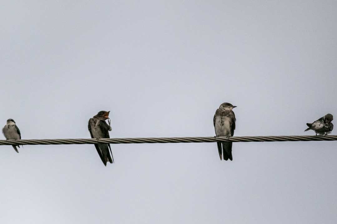 Brown-chested Martin - Ottoniel Cojulun