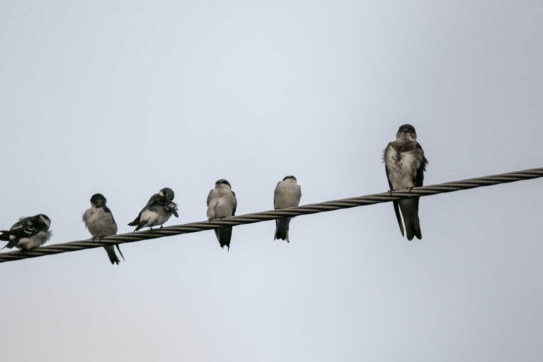 Brown-chested Martin - Ottoniel Cojulun