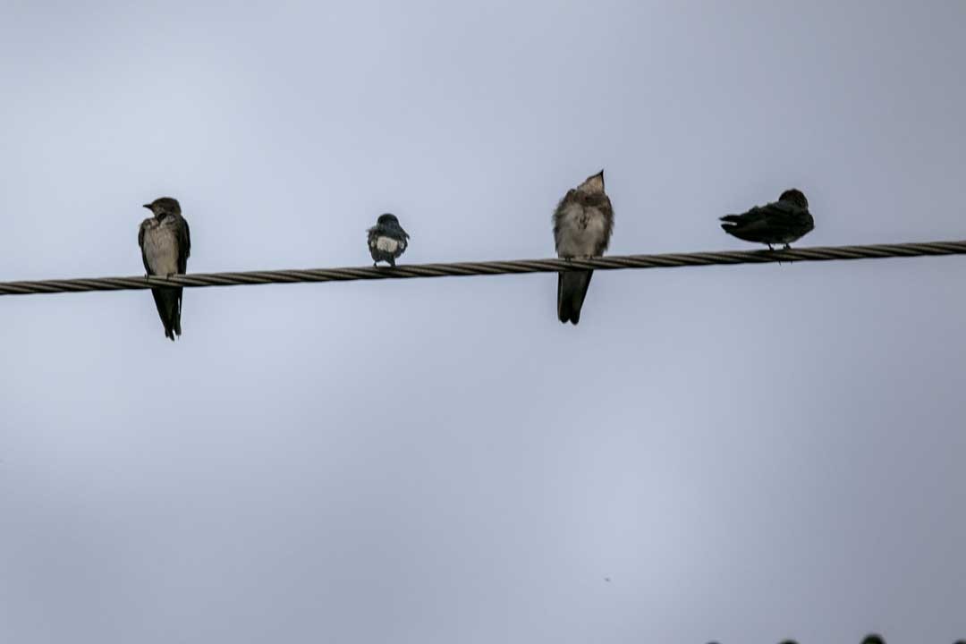 Brown-chested Martin - Ottoniel Cojulun