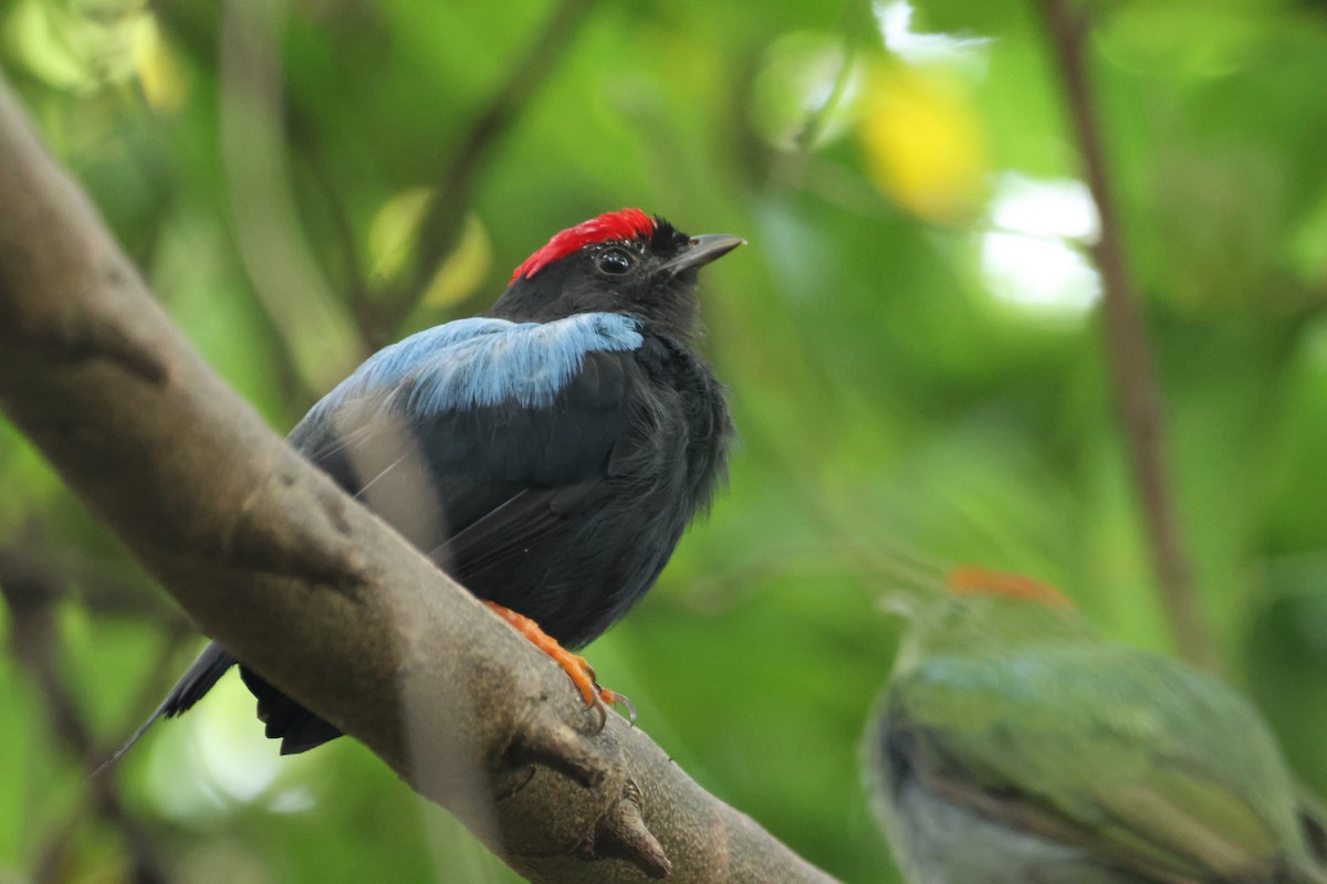 Lance-tailed Manakin - Jorge Alcalá