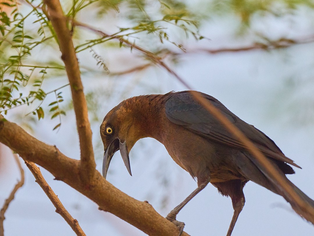 Great-tailed Grackle - Barry Elkind