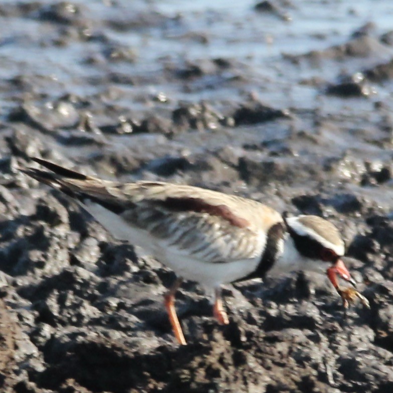 Black-fronted Dotterel - ML608282355