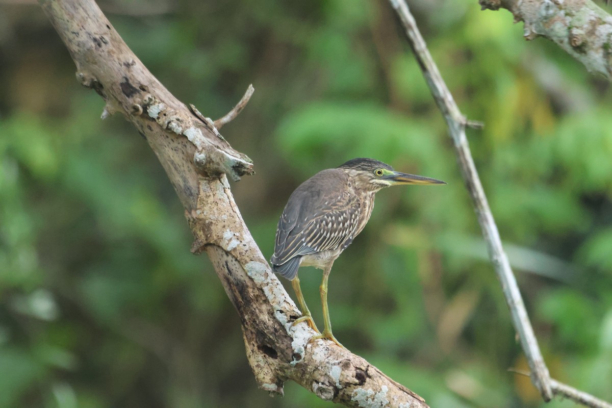 Striated Heron - Jorge Alcalá