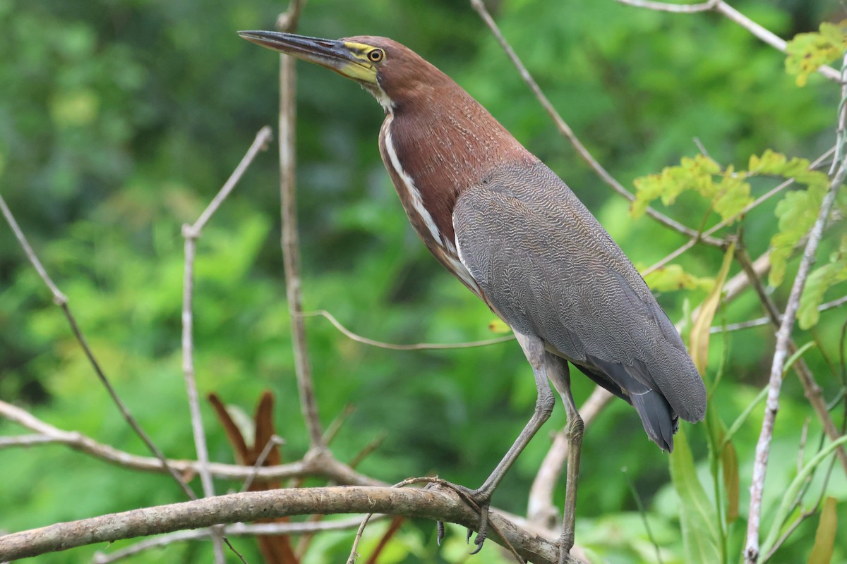 Rufescent Tiger-Heron - ML608282432