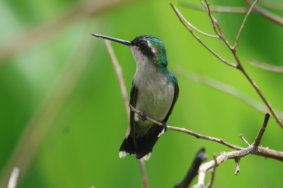 Red-billed Emerald - ML608282477