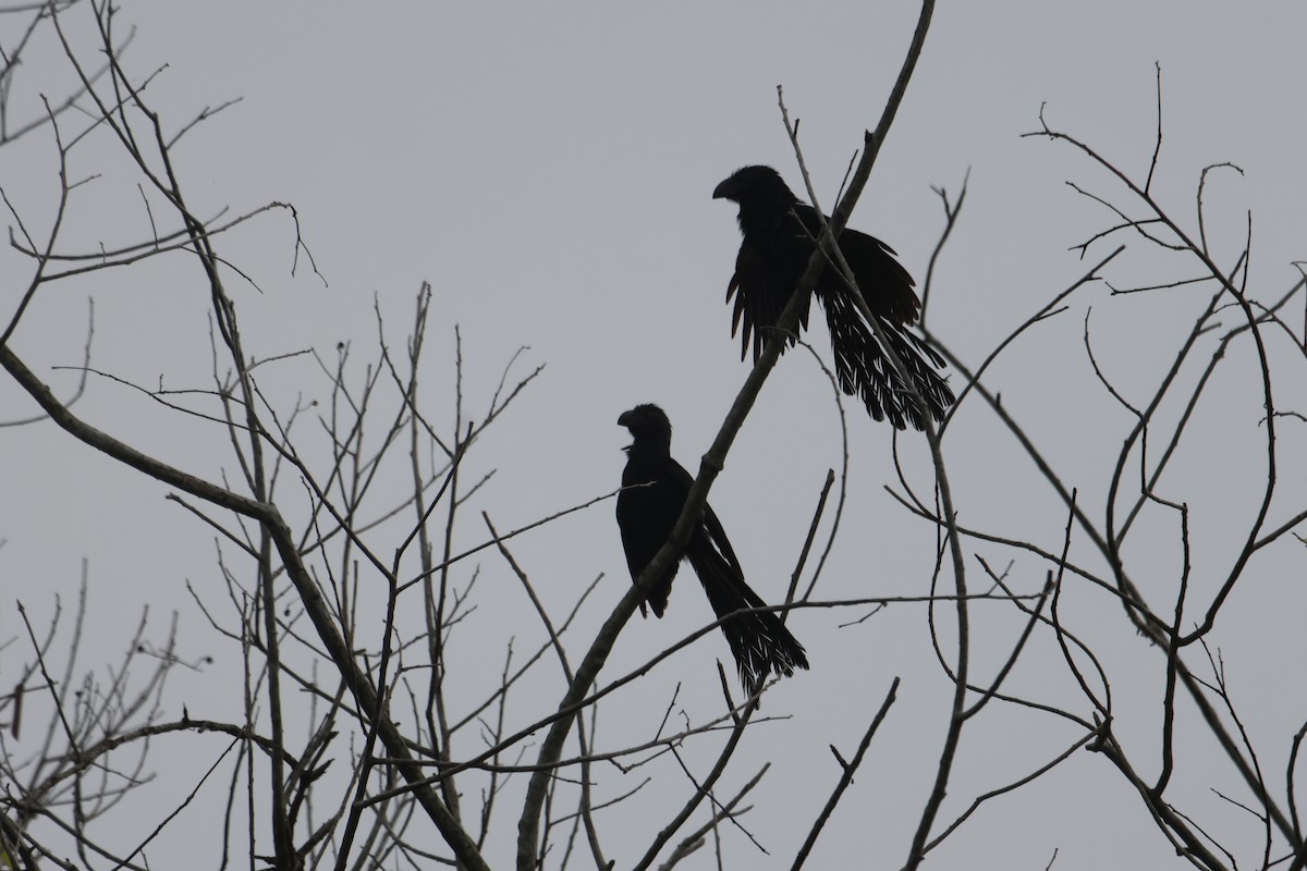 Groove-billed Ani - Jorge Alcalá