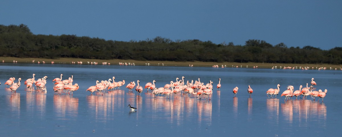 Chilean Flamingo - ML608282551